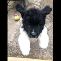 Newfoundland - Both