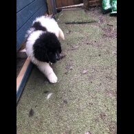 Newfoundland - Both