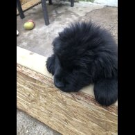 Newfoundland - Both