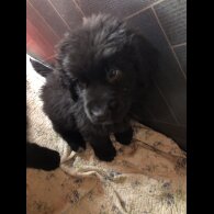 Newfoundland - Both