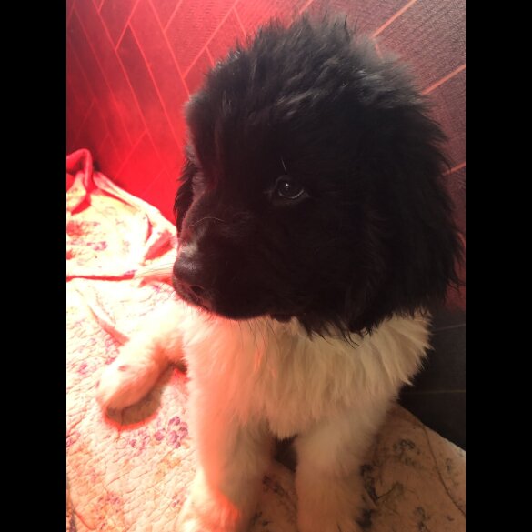 Newfoundland - Both