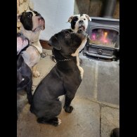 English Bulldog - Both