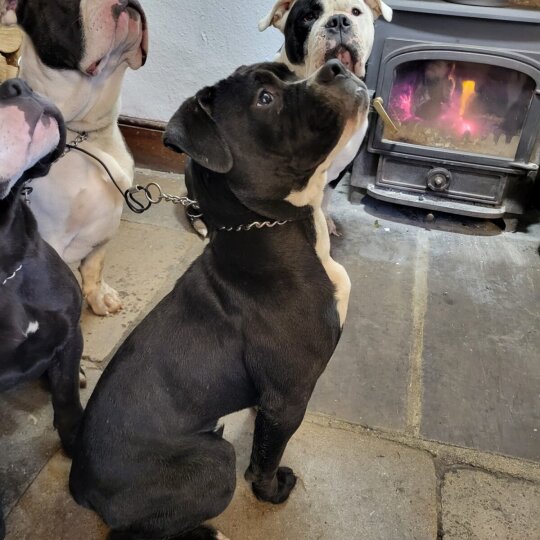 English Bulldog - Both