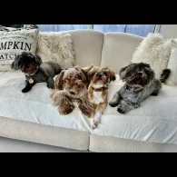 Shih Tzu