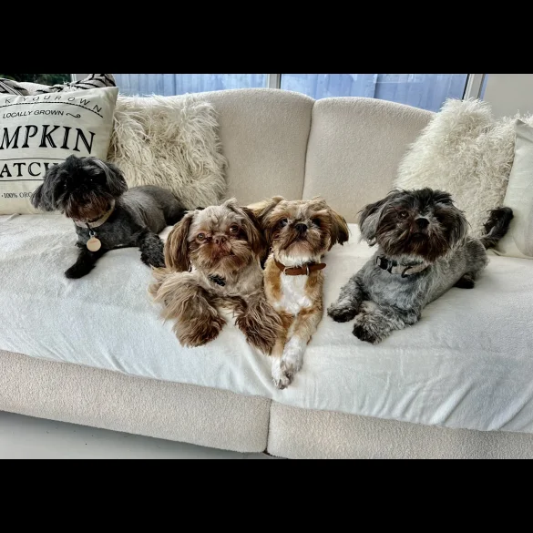 Shih Tzu