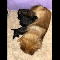 Pomeranian - Both