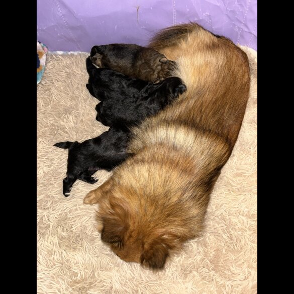 Pomeranian - Both