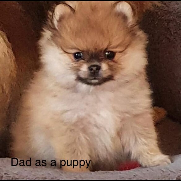 Pomeranian - Both