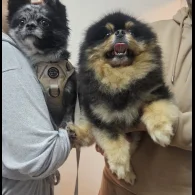 Pomeranian - Dogs