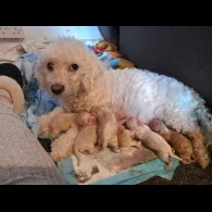 Mixed Breed - Both