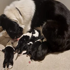 Border Collie - Dogs