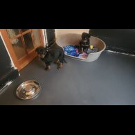 Rottweiler - Both