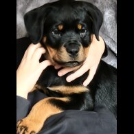Rottweiler - Bitches