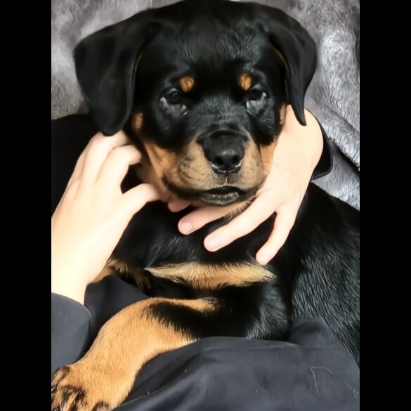 Rottweiler - Bitches