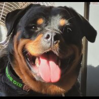 Rottweiler - Bitches