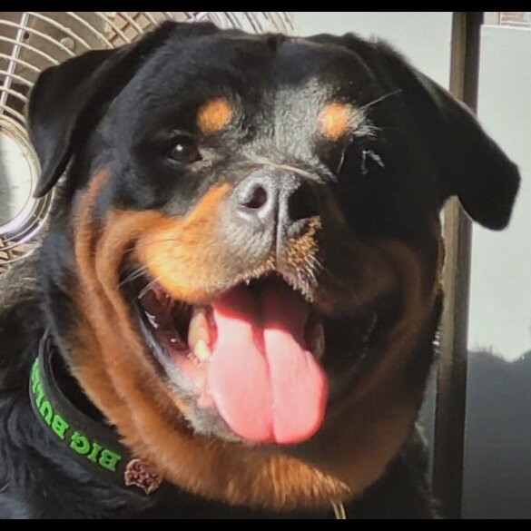 Rottweiler - Bitches
