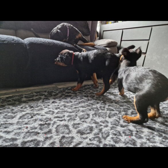 Rottweiler - Bitches