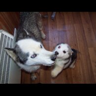 Siberian Husky - Both