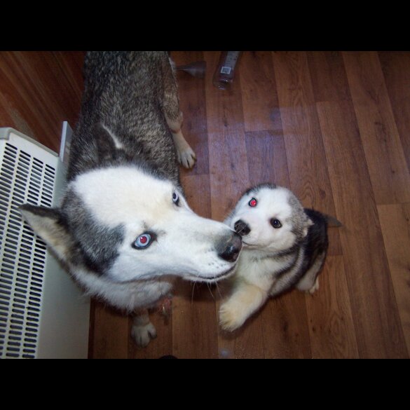 Siberian Husky - Both