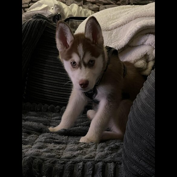 Siberian Husky - Both
