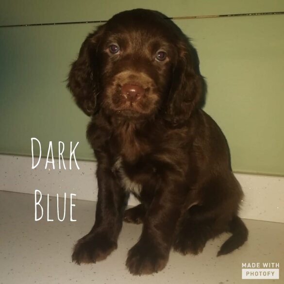 Sprocker Spaniel - Both