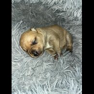Staffordshire Bull Terrier - Both