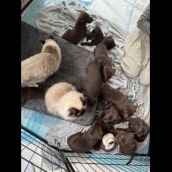 Labrador Retriever - Both
