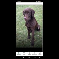 Labrador Retriever - Both