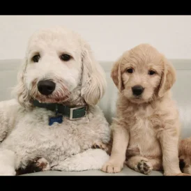 Labradoodle