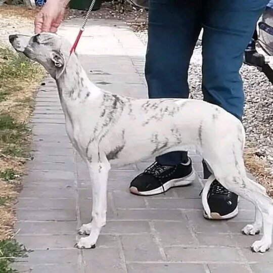 whippig Whippet puppies for Sale in the UK | Puppies.co.uk