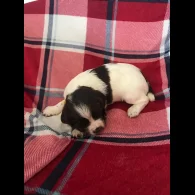 Cocker Spaniel (Working &amp; Show) - Both