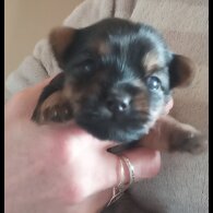 Yorkshire Terrier - Dogs