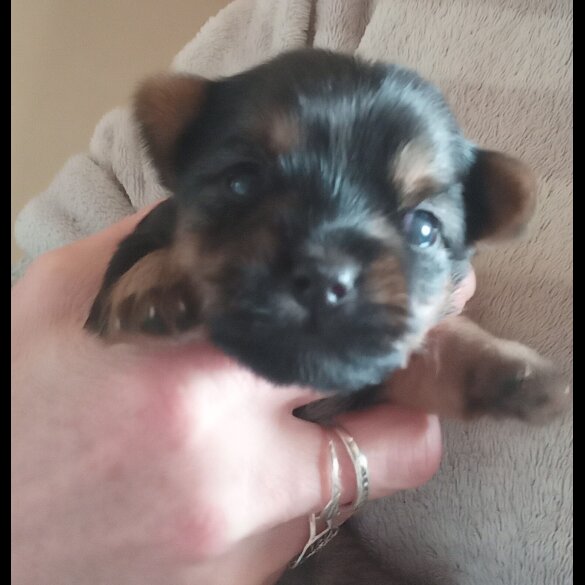 Yorkshire Terrier - Dogs