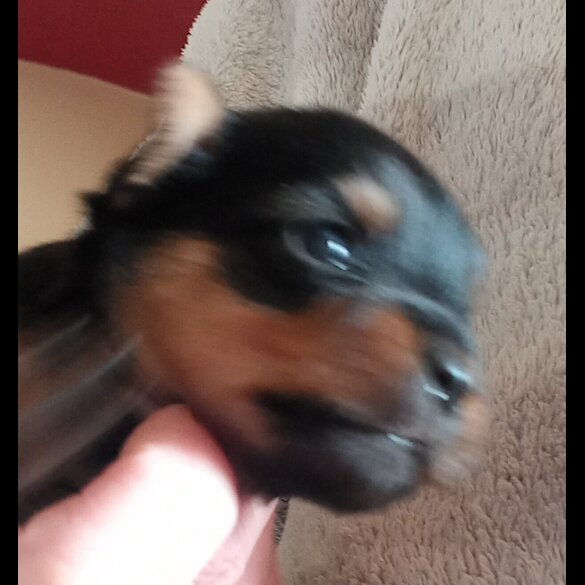 Yorkshire Terrier - Dogs