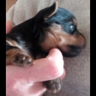 Yorkshire Terrier - Dogs