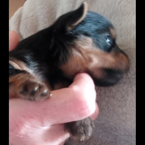 Yorkshire Terrier - Dogs