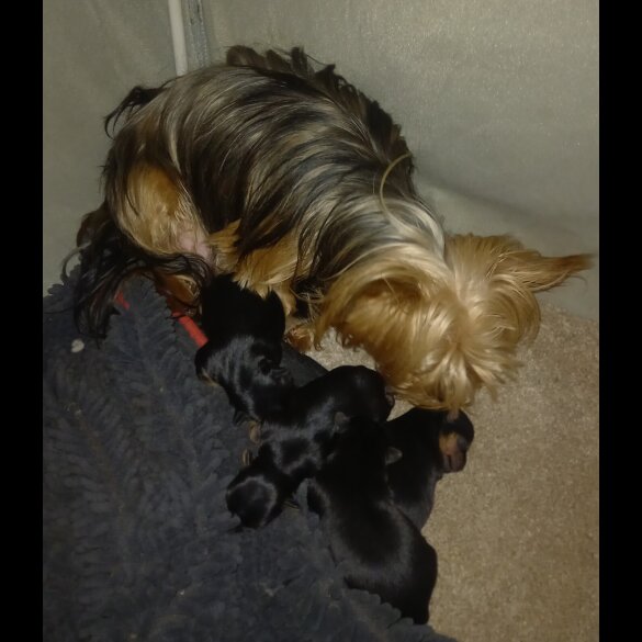 Yorkshire Terrier - Dogs