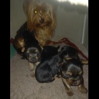Yorkshire Terrier - Dogs