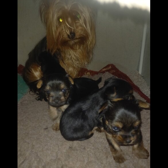 Yorkshire Terrier - Dogs