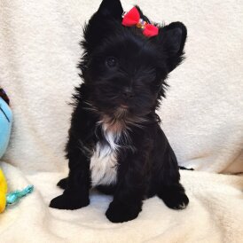 Yorkshire Terrier - Both