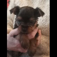 Yorkshire Terrier - Dogs