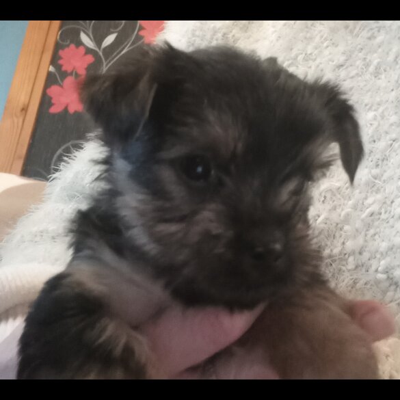 Yorkshire Terrier - Dogs