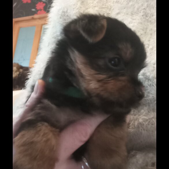 Yorkshire Terrier - Dogs