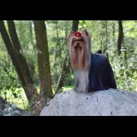 Yorkshire Terrier - Dogs