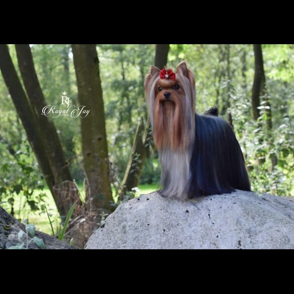 Yorkshire Terrier - Dogs