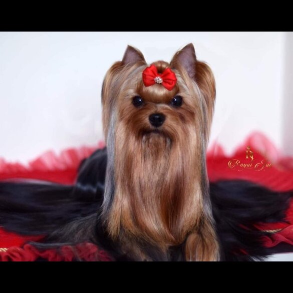 Yorkshire Terrier - Dogs