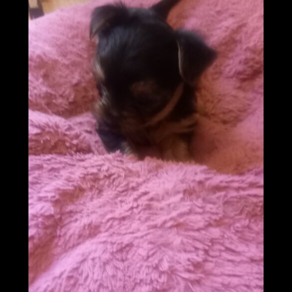 Yorkshire Terrier - Dogs