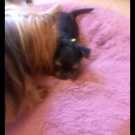 Yorkshire Terrier - Dogs