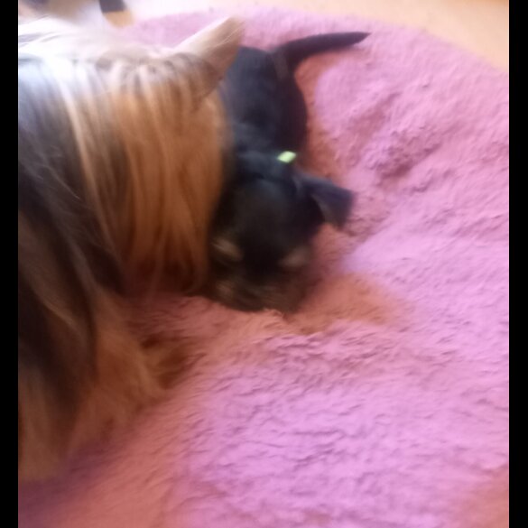 Yorkshire Terrier - Dogs