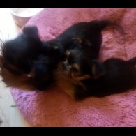 Yorkshire Terrier - Dogs